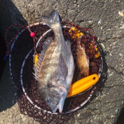 波止チヌ釣り
