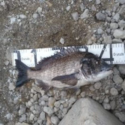 4/5釣果カンダイチヌメバルガシラアジグレフグ