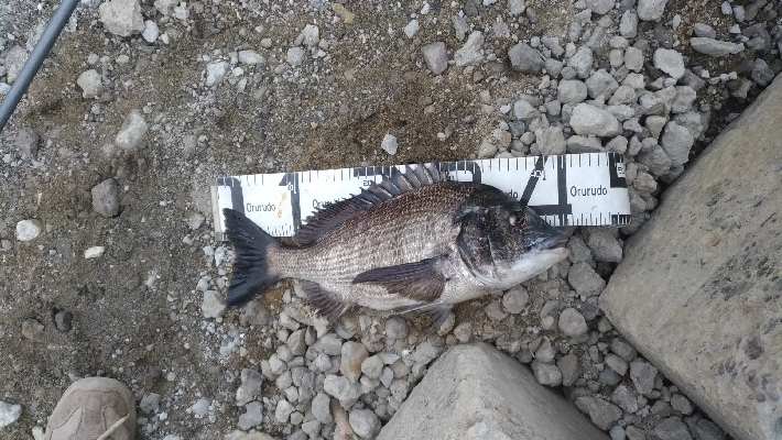 4/5釣果カンダイチヌメバルガシラアジグレフグ