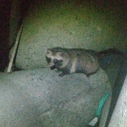 アジメバたぬき