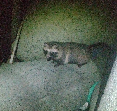 アジメバたぬき