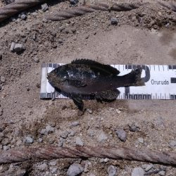 4/11釣果チヌタケノコアジグレメバルガシラタナゴ