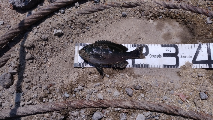 4/11釣果チヌタケノコアジグレメバルガシラタナゴ