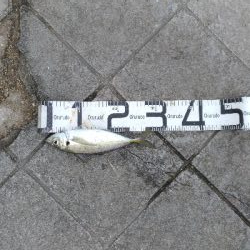 4/18釣果チヌタチウオサバアジガシラカンダイボラベラ