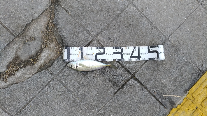 4/18釣果チヌタチウオサバアジガシラカンダイボラベラ