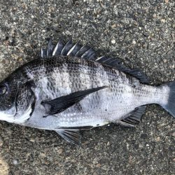 イチノ兄弟、釣果！