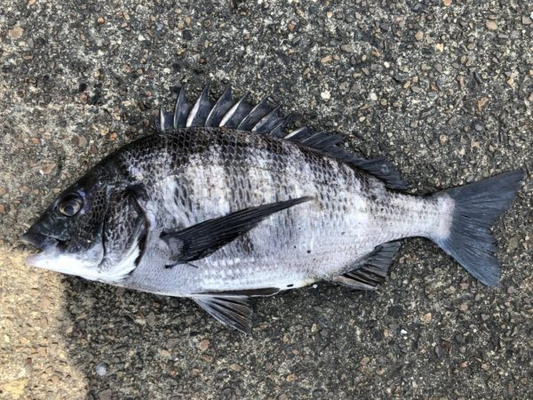 イチノ兄弟、釣果！