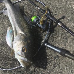 デイゲームランカー