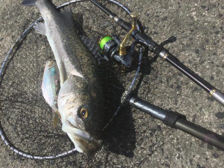 デイゲームランカー