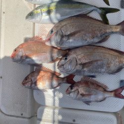 タイラバ　しぶしぶ