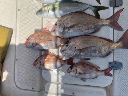 タイラバ　しぶしぶ