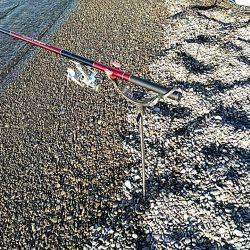 これからが、春イカの季節ですね!!