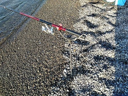 これからが、春イカの季節ですね!!