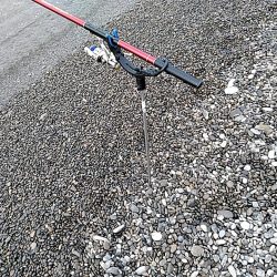 春イカの季節到来か??