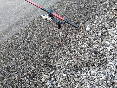 春イカの季節到来か??