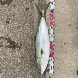 毎年恒例日本海ジギング