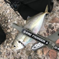 ええアジ居ました