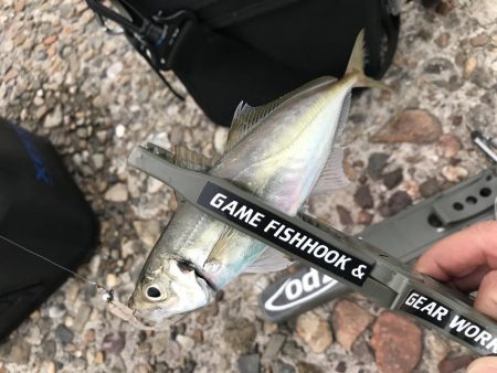 ええアジ居ました