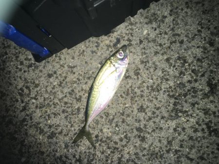 ひっそりアジング