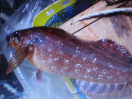 何が釣れるか？