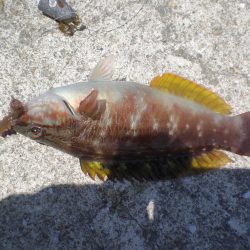 気晴らしに波止へ