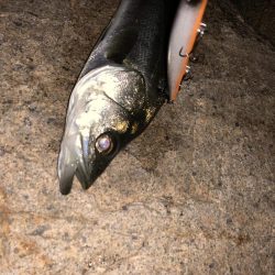 僕達は如意棒 バチシーズン編