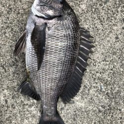 イチノ兄弟、釣果！