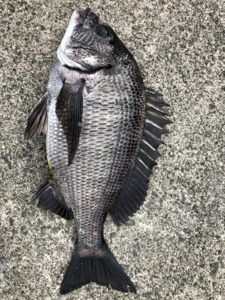 イチノ兄弟、釣果！