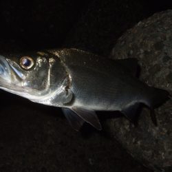 メバリング最盛期へ