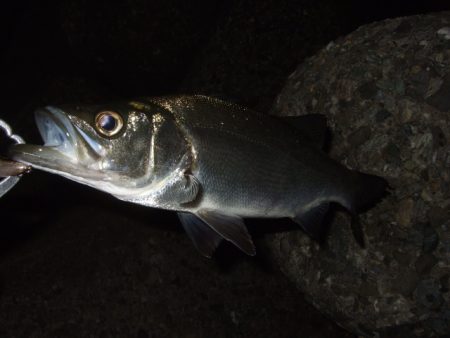 メバリング最盛期へ