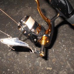 チヌもマイクロベイトパターン？。