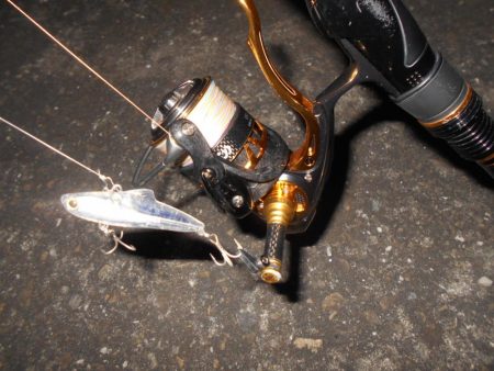 チヌもマイクロベイトパターン？。