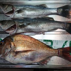 マダイとシーバス