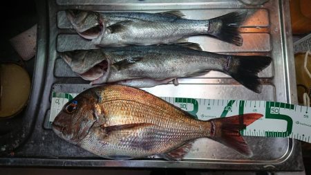 マダイとシーバス