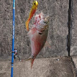 浜王ヒラメでマダイ