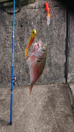 浜王ヒラメでマダイ