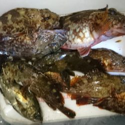 デイゲーム！！