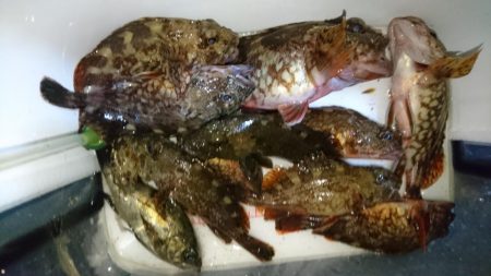 デイゲーム！！