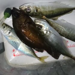 サビキ好調！！ルアーは？