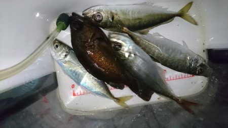 サビキ好調！！ルアーは？