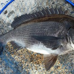 小魚食べてました