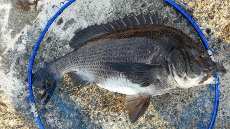小魚食べてました