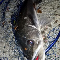 ライトゲームタックルの悲鳴