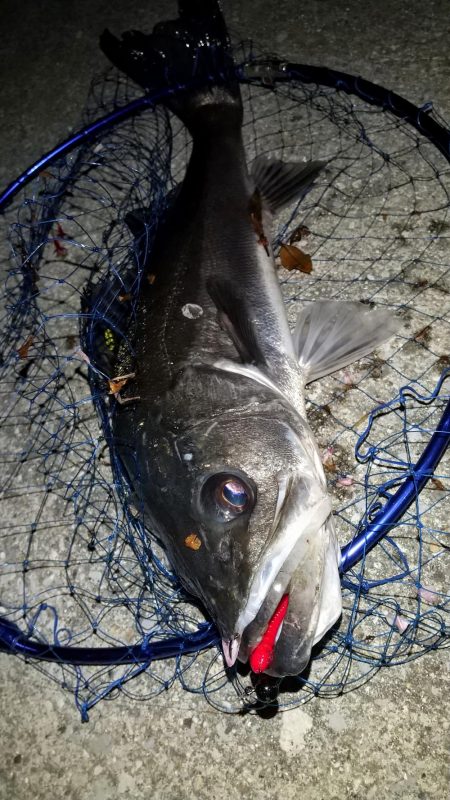 ライトゲームタックルの悲鳴