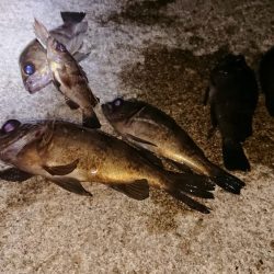 メバルプラッキング