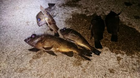 メバルプラッキング