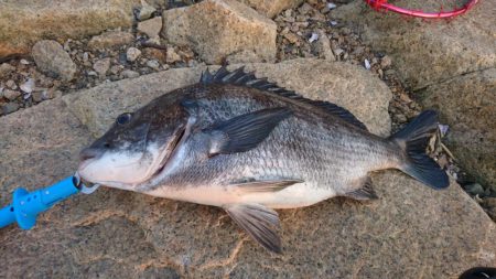 年無 54cm マチヌゲット