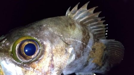 フロートライトゲーム　良型アジ