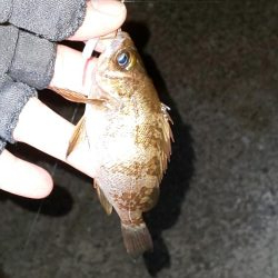 メバル休業中でコウイカ