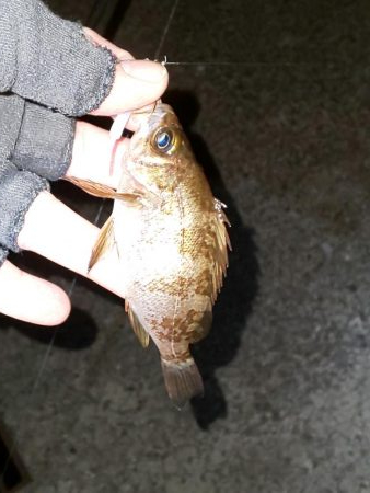 メバル休業中でコウイカ